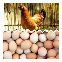 فروش جوجه یک روزه , تخم نطفه دار , خوراکی مرغ محلی