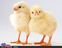 فروش جوجه مرغ گوشتی , مرغ تخمگذار