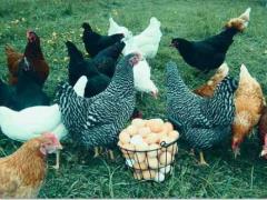 فروش جوجه یکروزه گوشتی و نیمچه مرغ