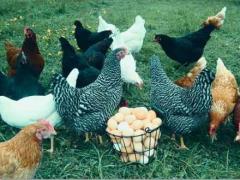 فروش جوجه مرغ تخمگذار ، مرغ تخم