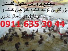 بزرگترین مجتمع پرورش کبک استان گلستان ، فروش کبک ، قیمت کبک ، بی‌ واسطه decoding=
