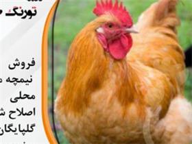 فروش مرغ بومي محلي اصلاح نژاد شده گلپايگاني با كيف : نيازمندي ، آگهي 