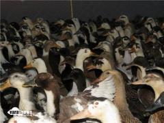 فروش جوجه اردک یک روزه 20 روزه واردک بالغ