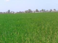 برنج طارم هاشمی درجه یک محمودآباد فریدونکنار