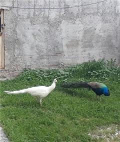 فروش تخم نطفه دار طاووس