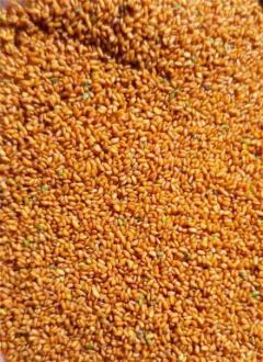 خرید و فروش انواع بذر کشاورزی ایرانی و خارجی