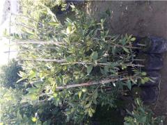 فروش درخت لیمو ترش چهارفصل لایم