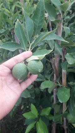 عرضه درخت لیمو ترش نژاد تغند عمانی
