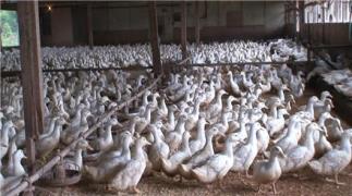 فروش اردک پکنی سفید یکروزه ، 20