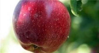 فروش سیب درختی