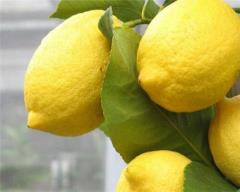 فروش درخت لیمو ترش