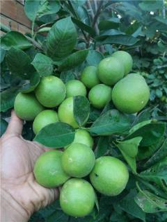 ارائه درخت لیمو ترش رقم پرشین لایم