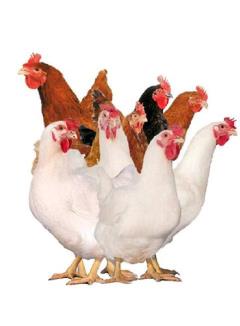 فروش  مرغ تخمگذار صنعتی(پولت)