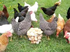فروش مرغ تخمگذار بومی از یک روزه تا 6