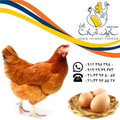 فروش مرغ و نیمچه بومی تخم گذار , اصلاح نژاد شده decoding=