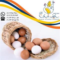فروش و صادرات تخم مرغ خوراکی سفید و قهوه ای