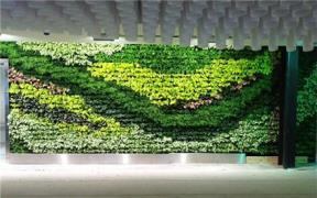 دیوار سبز green wall ، اجرای روف گاردن decoding=