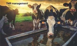 سیستم مدیریت و کنترل تغذیه دام TMR برای افزایش تولید شیر
