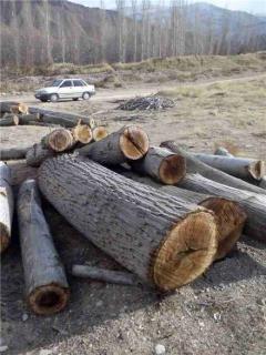 خریدار چوب ضایعات ، خریدچوب و درخت