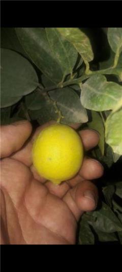نهال لیمو ترش عمانی شیرازی