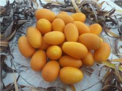 نهال کامکوات چهار فصل پیوندی میوه دار