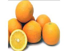 فروش درخت نهال پرتقال بیروتی دو