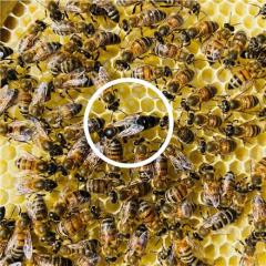 دوره آموزشی پرورش ملکه زنبور عسل