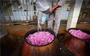 تولید و پخش جامع انواع گلاب محصول سوگند کعبه قمصر کاشان پخش رایگان در کشور