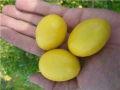 درختچه لیمو ترش لایم کوات ۴ فصل باردار