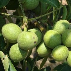 فروش نهال میوه با قیمت ارزان