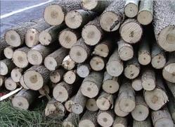 تامین کننده چوب صنوبر