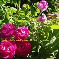 قیمت نهال گل محمدی لیبل