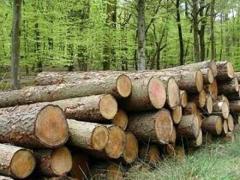 فروش انواع چوب از جمله صنوبر چوب جنگلی