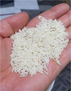 برنج هاشمی بوجار