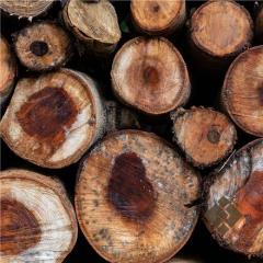 فروش چوب های باغی کف قیمت