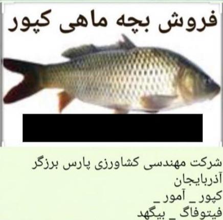 فروش بچه ماهی گرمابی کپور ، آمور ، فیتوفاگ و بیگهد