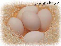 فروش تخم نطفه دار انواع پرندگان