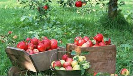 سورت و صادرات میوه