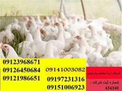 فروش مرغ تخمگذار صنعتی ، فروش جوجه