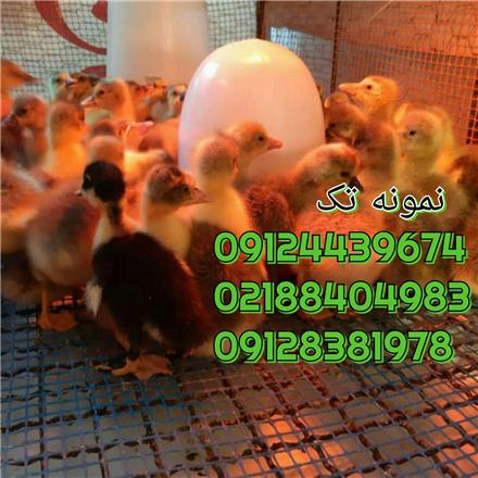 فروش جوجه مرغ تخمگذار در اصفهان
