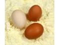 خط تولید پودر تخم مرغ