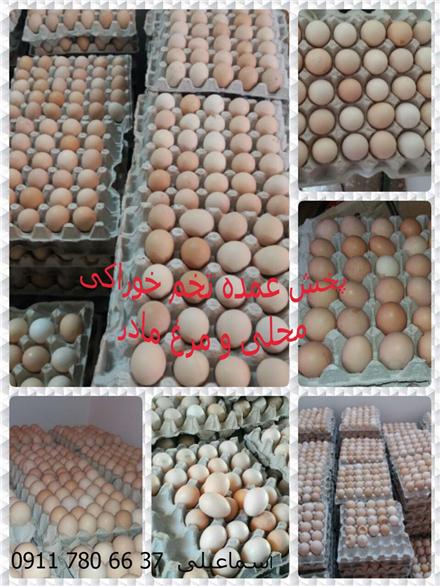 فروش و پخش تخم مرغ بومی و رسمی در شمال
