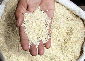 فروش برنج هاشمی اصل مازندران
