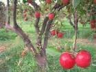 فروش سیب درختی