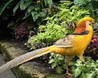 فروش قرقاول لیمویی ( yellow golden pheasant )