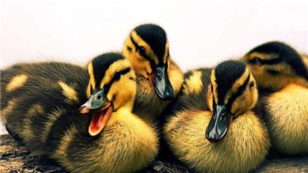 فروش جوجه اردک اصلاح نژاد شده، فروش اردک با راندمان بالا