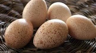 فروش تخم بوقلمون , شرکت سپید ماکیان