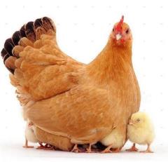 مرکز پرورش و فروش مرغ و نیمچه مرغ بومی اصلاح نژاد