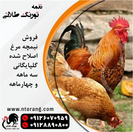 فروش نیمچه مرغ محلی 3 و ۴ ماهه تخمگذار بومی ، نیمچه سه ماهه محلی تخم گذار
