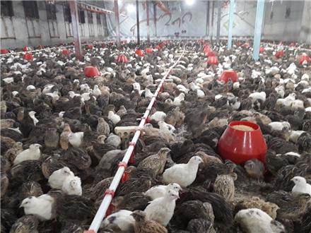 فروش بلدرچین تخمگذار و گوشتی و جوجه یک روزه اصلاح نژادشده
